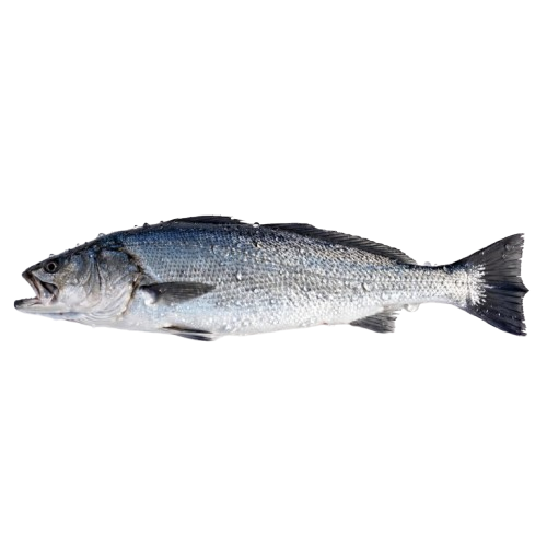 Curvina Golfina